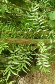 Image result for Arthropteris