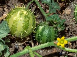 Image result for Cucumis myriocarpus