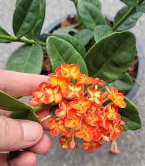 Image result for Ixora sp. A