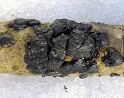 Maybe you would like to learn more about one of these? Black Witch S Butter New Hampshire Garden Solutions