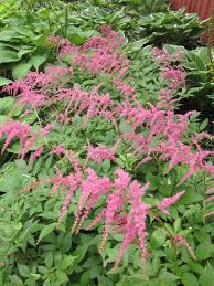 Ostrich plume astilbe is an herbaceous perennial with an upright spreading habit of growth. Astilbe Ostrich Plume Plants Flower Garden Astilbe