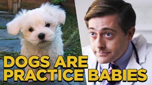 After a Confusing Pregnancy Test a Couple Learns They Are Going to Have a  Dog as a Practice Baby