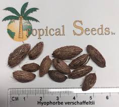 Image result for Hyophorbe verschaffeltii