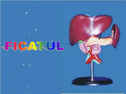 Muchii corpului uman se grupeaz in trei clase: Ppt Corpul Omenesc Organe Interne Powerpoint Presentation Free Download Id 2914730