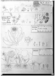 Image result for Surianaceae