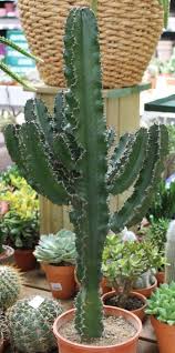 Euphorbia Erythrea Euphorbe Jardinerie Euphorbe Jardinerie Jardin Botanique