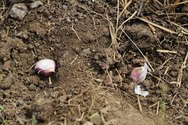 Timing of fall planted garlic is important. How To Plant Garlic The Prairie Homestead
