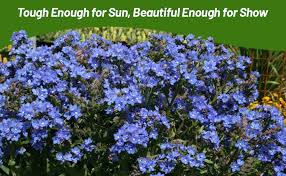 Image result for Anchusa capensis