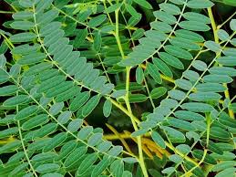 Image result for Sesbania brevipedunculata