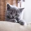 Ironic cat names, names after famous gray felines, names after grey cartoon characters, and popular fictional characters with the word grey in their names. 3