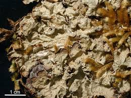 Image result for Macrotyloma rupestre × densiflo