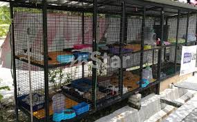 Ada beberapa sebutan untuk jenis sangkar ini termasuk sangkar. Pelik Semua Kucing Tiba Tiba Murung Rupanya Petanda Tuan Meninggal Dunia Viral Mstar