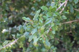 Image result for Catunaregam