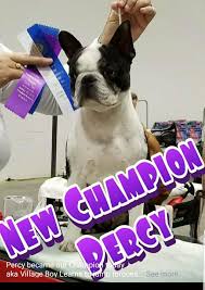 Carolina pet pantry/bullies 2 the rescue is located in indian trail. Boston Terrier Rescue Nj L2sanpiero