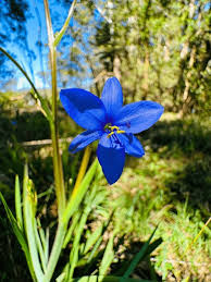 Image result for Aristea ecklonii