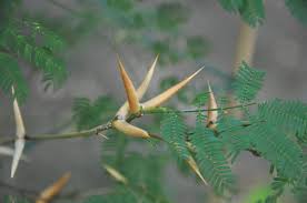Image result for Acacia cornigera