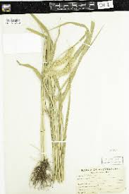 Image result for Setaria lindenbergiana