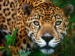 533 x 920 pixel type jpg download. Amelia Rose Durham What Do Jaguars Eat In The Tropical Rainforest