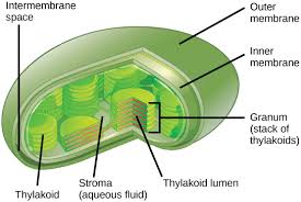 Maybe you would like to learn more about one of these? Draw The Structure Of Chloroplast And Label The Pa Class 11 Biology Cbse