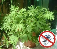 Citronella Plant Home Depot Mosquito Repelling Plants Citronella Plant Bonsai Plants