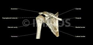 We hope this picture right arm muscle and tendon anatomy can help you study and research. Shoulder Mri Radiographical And Illustrated Anatomical Atlas