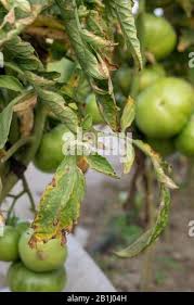 Image result for tomato seedling fusarium wilt