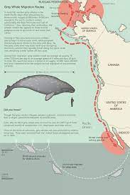 Gray Whale Migration Routes In Early Fall Eastern Gray Whales In The North Pacific Begin Their Annual Two To Thre Whale Watching Gulf Of California Los Cabos