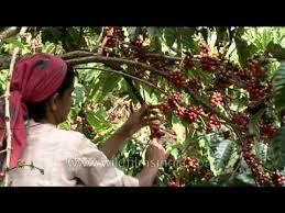 846 coffee plantation india products are offered for sale by suppliers on alibaba.com, of which liberica coffee beans accounts for 3%, arabica coffee beans accounts for 1%, and other agriculture products. Woman Harvesting Coffee Beans In Karnataka India Youtube