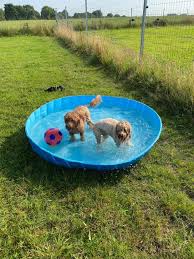 We did not find results for: Paddling Pool Makes A Splash At Westhoughton Dog Park The Bolton News