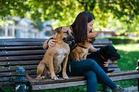 Dog Sitter: What Is It? And How To Become One? | Ziprecruiter