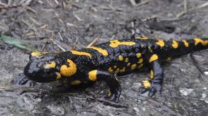 Feuersalamander Salamandra Salamandra Deutschlands Natur