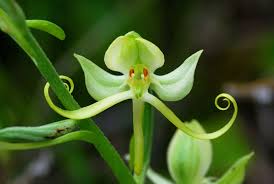 Image result for Habenaria tentaculigera