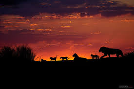 Lion Pride On A Kalahari Dune At Sunset Dieren Natuur Afrika