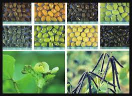 Image result for Vigna reticulata
