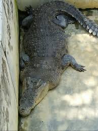 There are as much as 1000 or rent a car and drive yourself to the teluk sengat corcodile farm situated in the town of kota tinggi. Teluk Sengat Crocodile Farm Picture Of Teluk Sengat Crocodile Farm Kota Tinggi Tripadvisor