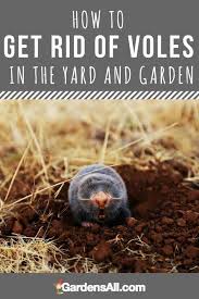 Maybe you would like to learn more about one of these? Ideas How To Get Rid Of Voles In Your Garden Moles In Yard Pallets Garden Organic Gardening Tips