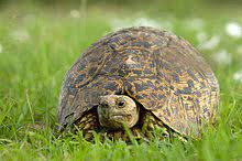 Alles zur pantherschildkröte haltung erfährst du hier! Pantherschildkrote Geochelone Pardalis Ausgewachsen Masai Mara Kenia Afrika