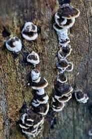 Typically, several specific fungi species can cause these symptoms on pine trees. Groups Of Black And White Fungi On Tree Bark Fungi Tree Bark Stuffed Mushrooms