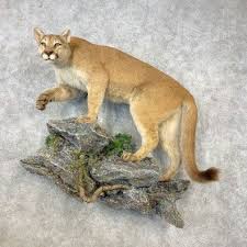 Pin On Taxidermy
