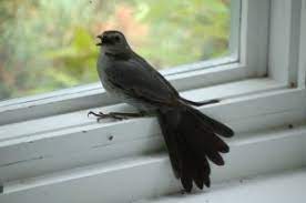 How To Rescue A Trapped Bird Columbus Audubon