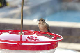 Put out hummingbird feeders when the first wildflowers bud along the river bottoms. Help The Hummingbirds This Spring Kelowna Capital News