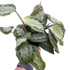 Image result for maranta