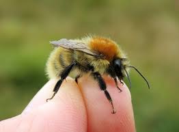 Image result for Bombus muscorum