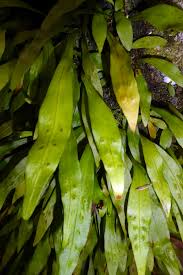 Image result for Loxogramme abyssinica