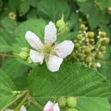 Image result for Rubus iringanus