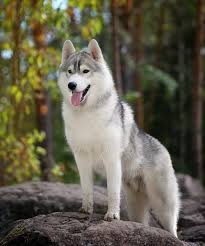 15 twitter perro husky pantalla de perro perros