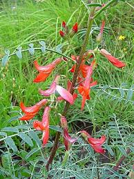 Image result for Psammotropha myriantha