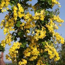 Scarica un video a tema tree with yellow flowers. Yellow Flowering Trees Ornamental Trees Ltd