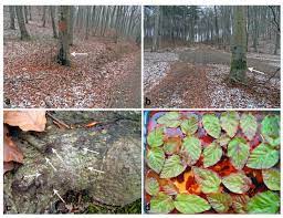 Pests that can affect your marijuana plants include aphids, fungus gnats, thrips, green flies, black flies, mosaic virus, spider mites, caterpillars, inchworms, whiteflies, white powdery mildew / white powdery mold, stem rot, and even mammals such as deer or cats! Forests August 2020 Browse Articles