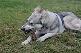 Moitié loup, moitié husky, balto vit dans la ville de nome. Chien Loup De Sarloos Caracteristiques Entretien Et Dressage